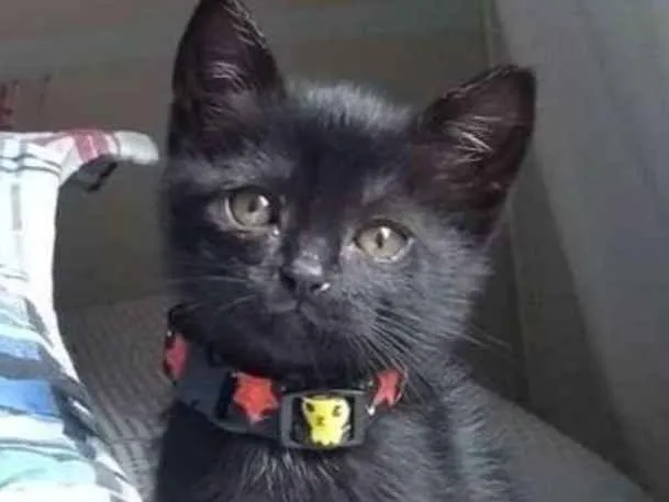 Gato ra a SRD idade Abaixo de 2 meses nome Mabel