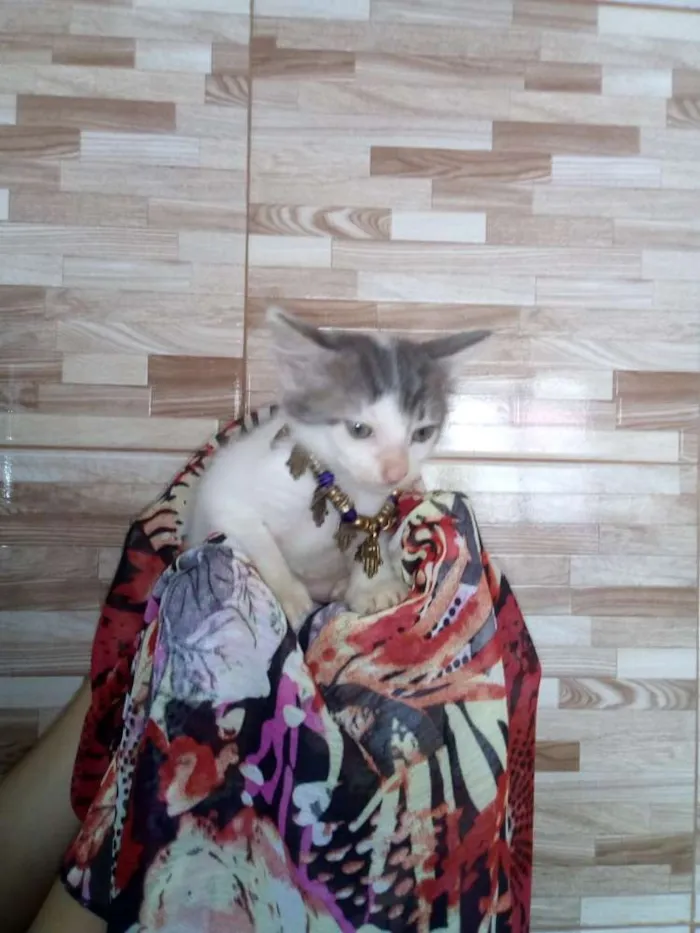 Gato ra a SRD idade 2 a 6 meses nome Lindas gatinhas