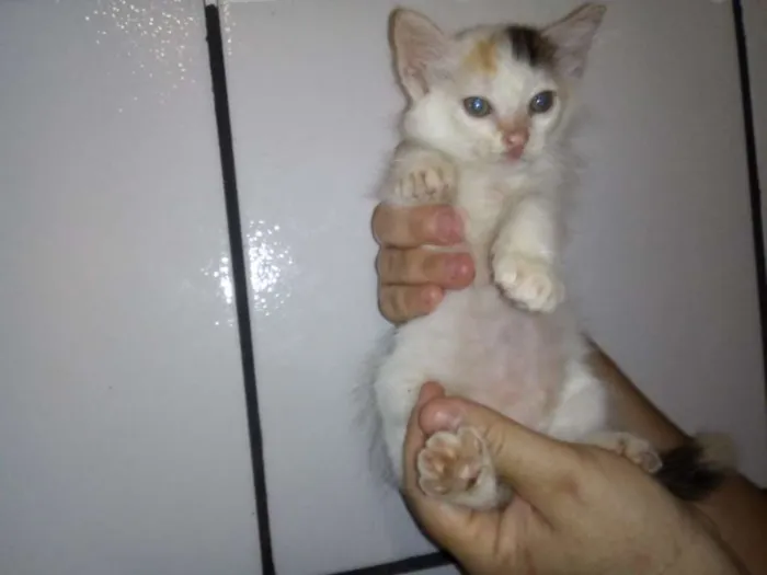 Gato ra a SRD idade 2 a 6 meses nome Lindas gatinhas
