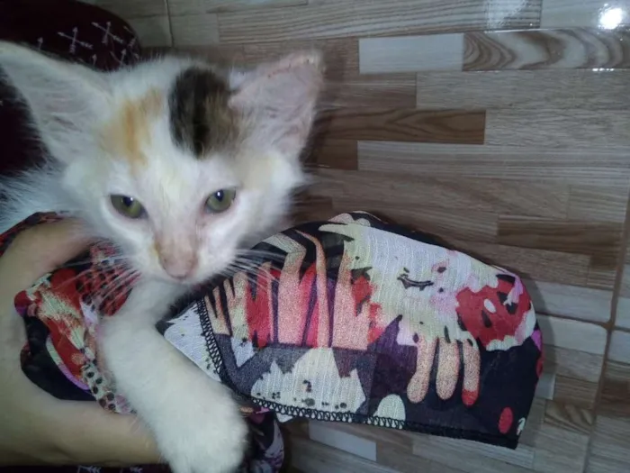 Gato ra a SRD idade 2 a 6 meses nome Lindas gatinhas