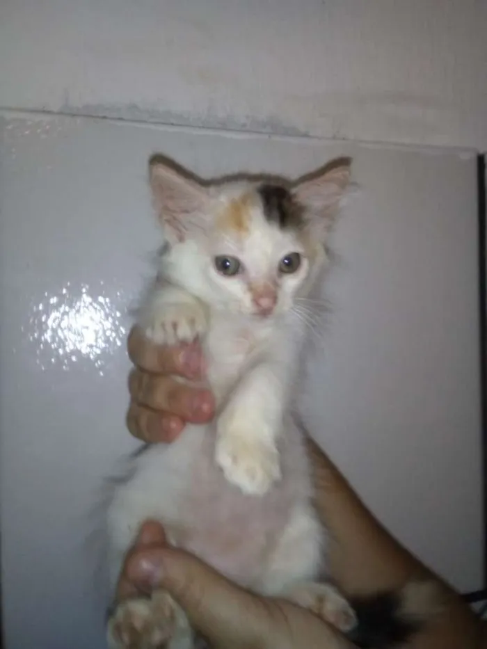 Gato ra a SRD idade 2 a 6 meses nome Lindas gatinhas