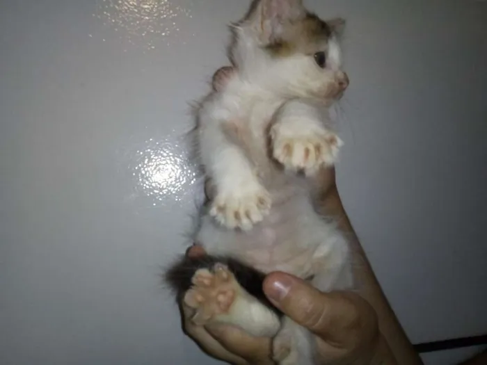 Gato ra a SRD idade 2 a 6 meses nome Lindas gatinhas