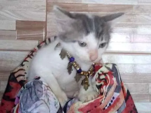 Gato ra a SRD idade 2 a 6 meses nome Lindas gatinhas