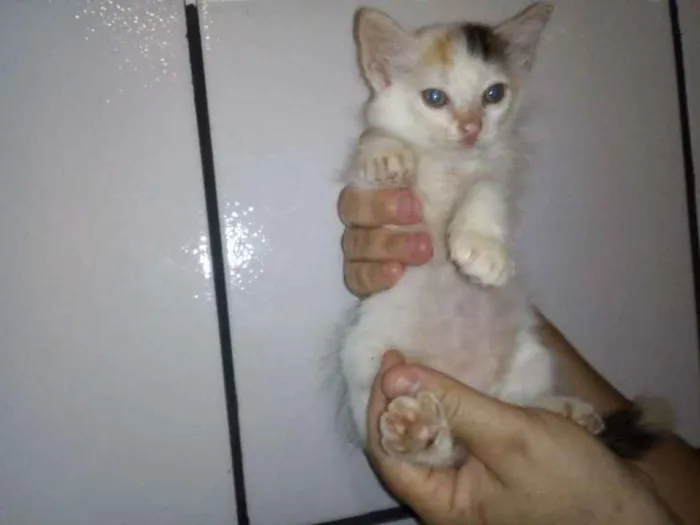 Gato ra a SRD idade 2 a 6 meses nome Lindas gatinhas