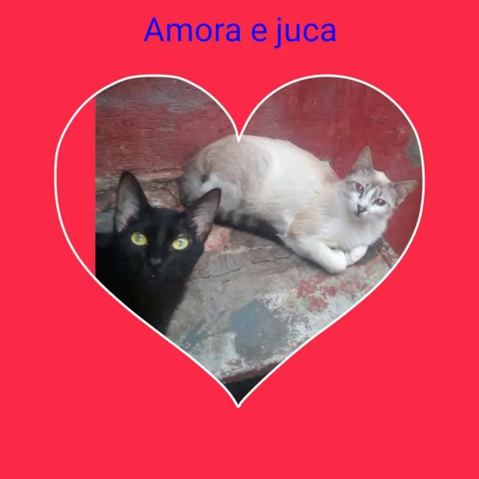 Gato ra a SRD idade 7 a 11 meses nome juca e AMORA
