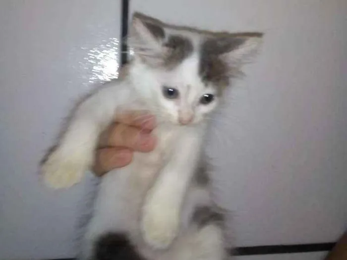 Gato ra a SRD idade 2 a 6 meses nome Lindas gatinhas