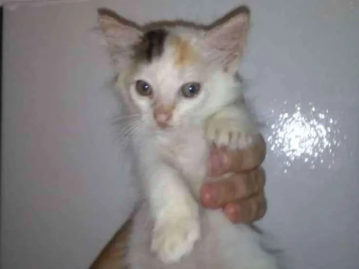 Gato ra a SRD idade 2 a 6 meses nome Lindas gatinhas