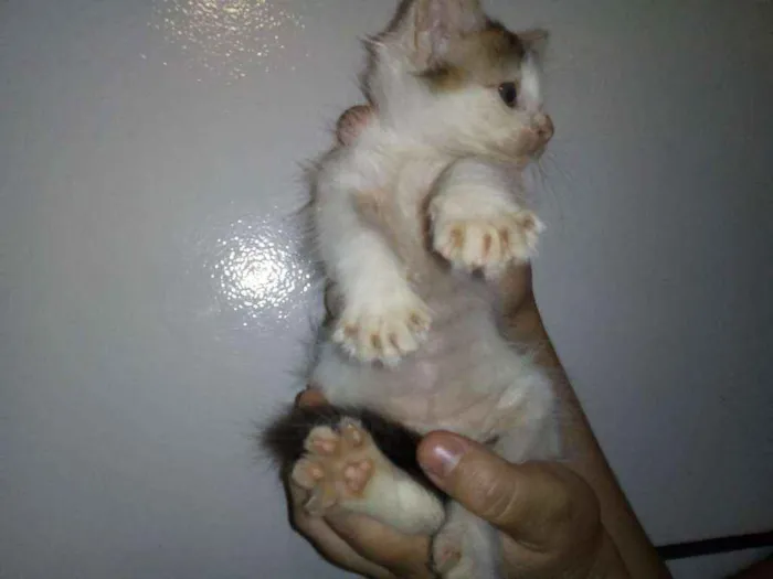 Gato ra a SRD idade 2 a 6 meses nome Lindas gatinhas