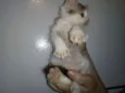 Lindas gatinhas