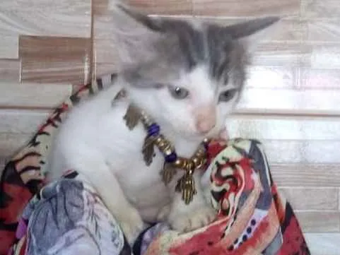 Gato ra a SRD idade 2 a 6 meses nome Lindas gatinhas