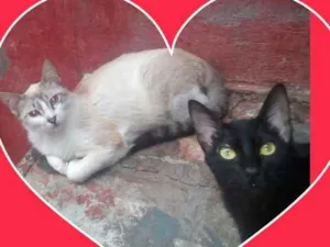Gato raça SRD idade 7 a 11 meses nome juca e AMORA