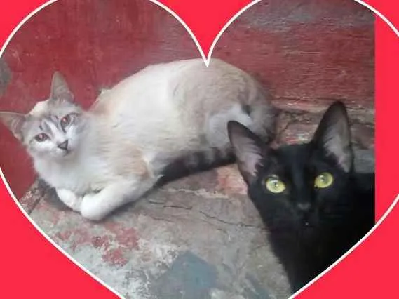 Gato ra a SRD idade 7 a 11 meses nome juca e AMORA