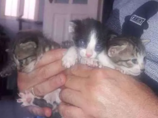 Gato raça Felino idade Abaixo de 2 meses nome sem nome
