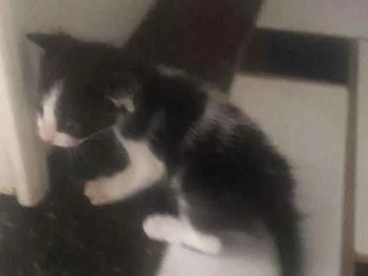 Gato raça Felino idade Abaixo de 2 meses nome sem nome