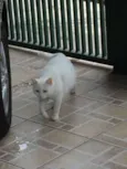 Pepa
