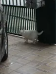 Pepa