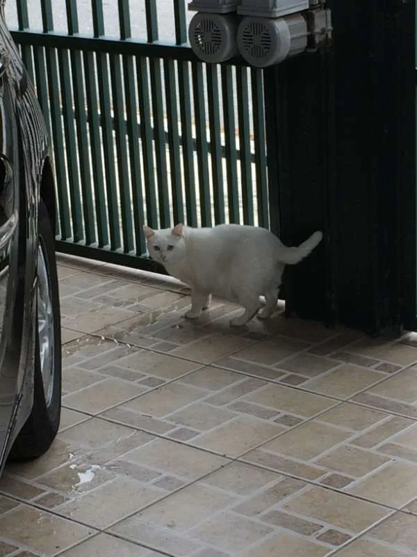 Gato ra a SRD idade 2 anos nome Pepa
