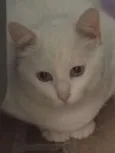 Pepa