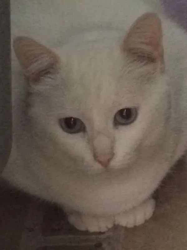 Gato ra a SRD idade 2 anos nome Pepa