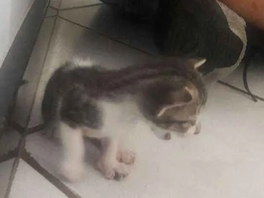 Gato raça Felino idade Abaixo de 2 meses nome sem nome