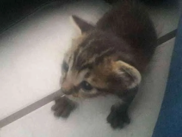 Gato raça Felino idade Abaixo de 2 meses nome sem nome