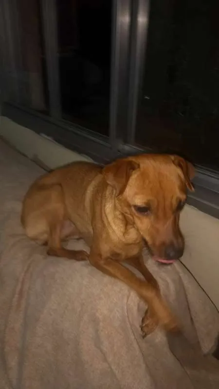 Cachorro ra a MISTURA PINSCHER idade 1 ano nome BABY