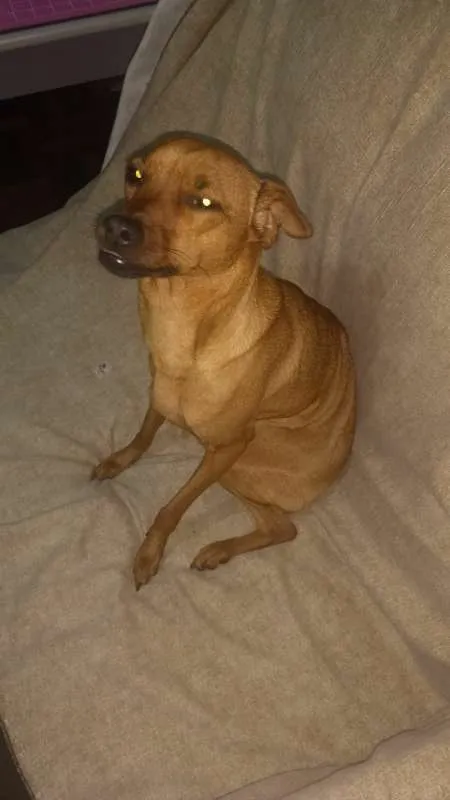 Cachorro ra a MISTURA PINSCHER idade 1 ano nome BABY