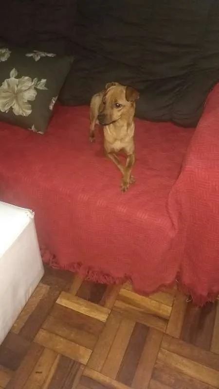 Cachorro ra a MISTURA PINSCHER idade 1 ano nome BABY