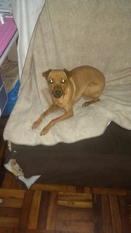 Cachorro ra a MISTURA PINSCHER idade 1 ano nome BABY