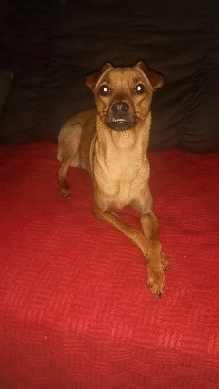 Cachorro ra a MISTURA PINSCHER idade 1 ano nome BABY