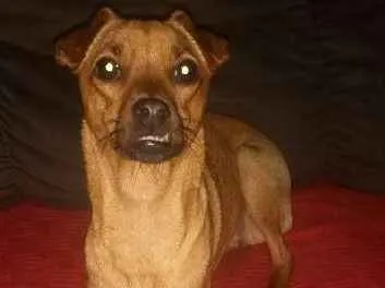 Cachorro ra a MISTURA PINSCHER idade 1 ano nome BABY