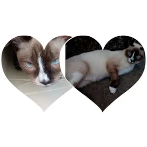 Gato raça Srd idade 7 a 11 meses nome Clarinha