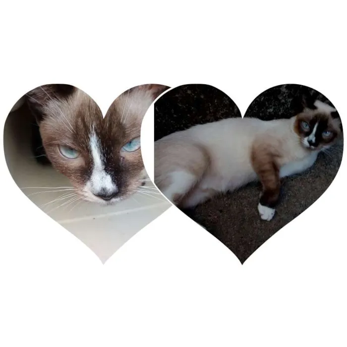 Gato ra a Srd idade 7 a 11 meses nome Clarinha