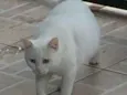 Pepa