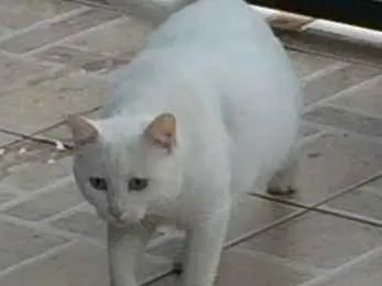 Gato ra a SRD idade 2 anos nome Pepa