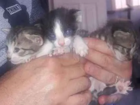 Gato raça Felino idade Abaixo de 2 meses nome sem nome