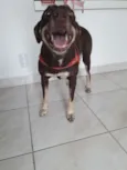 Lola