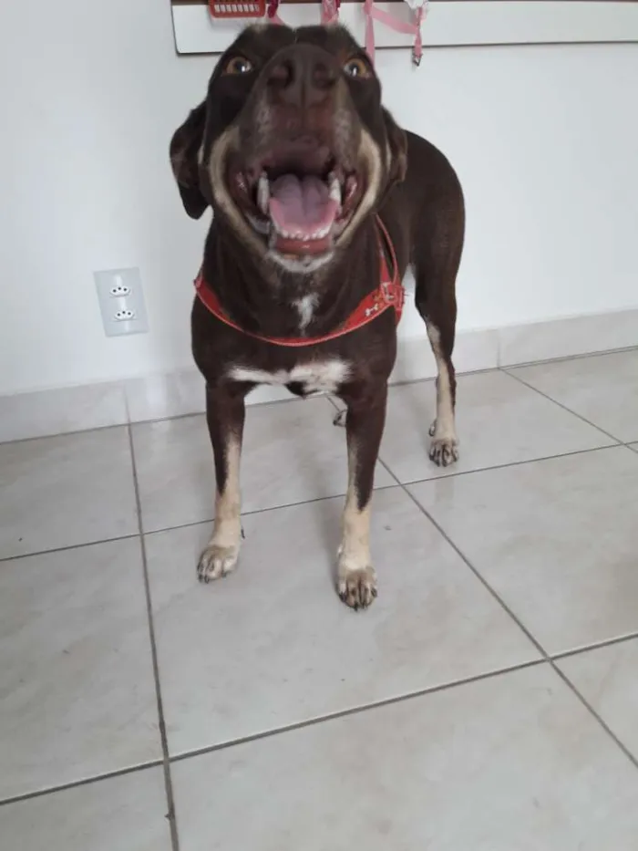 Cachorro ra a Vira lata idade 2 anos nome Lola