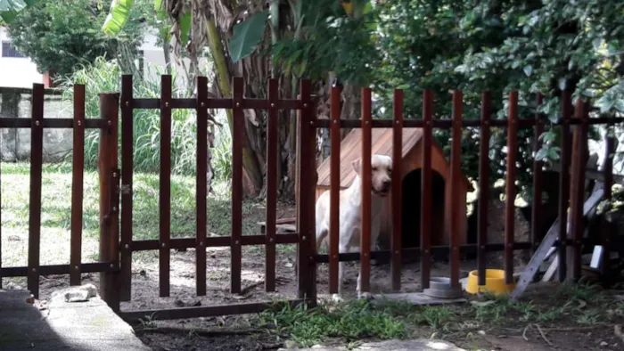 Cachorro ra a Labrador idade 2 anos nome Max