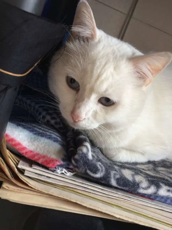 Gato ra a SRD idade 2 anos nome Pepa