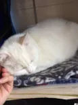 Pepa