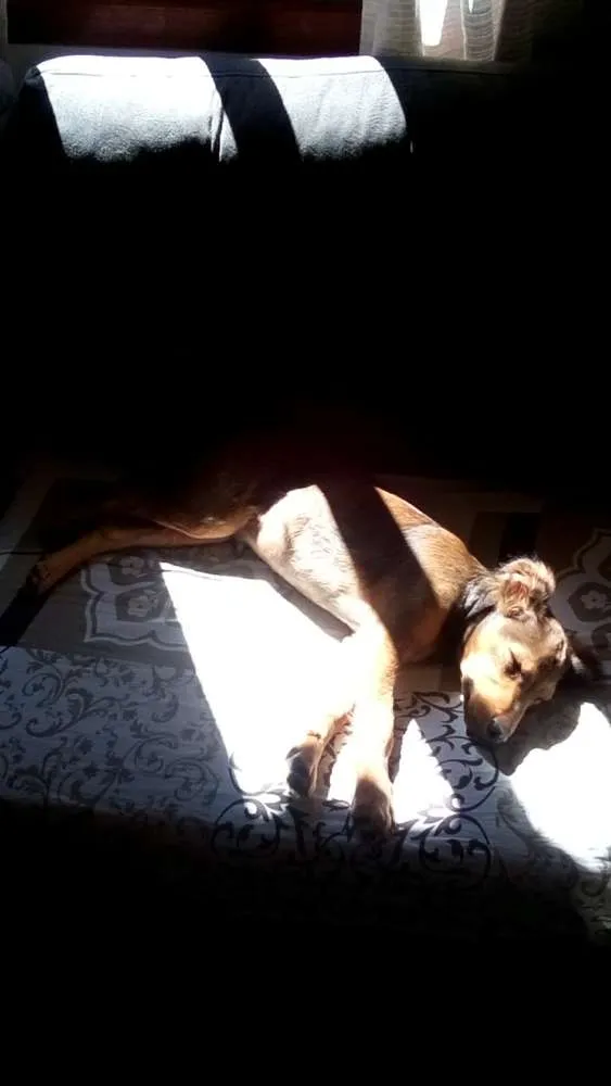 Cachorro ra a sem Raça idade 2 a 6 meses nome Sonic