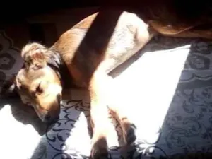 Cachorro raça sem Raça idade 2 a 6 meses nome Sonic