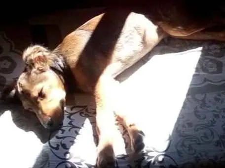 Cachorro ra a sem Raça idade 2 a 6 meses nome Sonic