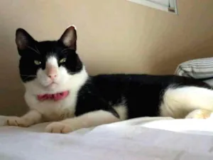 Gato raça Nao tem idade 3 anos nome Nano