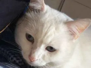 Gato raça SRD idade 2 anos nome Pepa