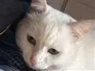 Gato raça SRD idade 2 anos nome Pepa