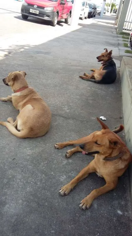 Cachorro ra a SRD idade 4 anos nome Teddy, Vilma, Magali