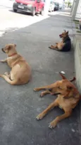 Teddy, Vilma, Magali