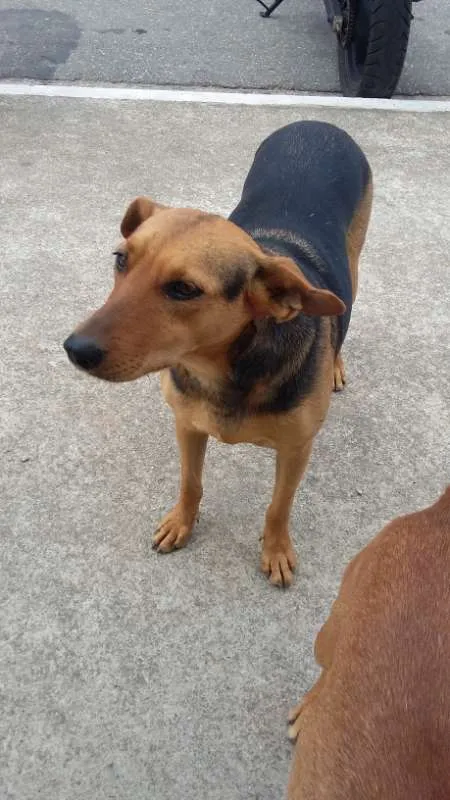 Cachorro ra a SRD idade 4 anos nome Teddy, Vilma, Magali